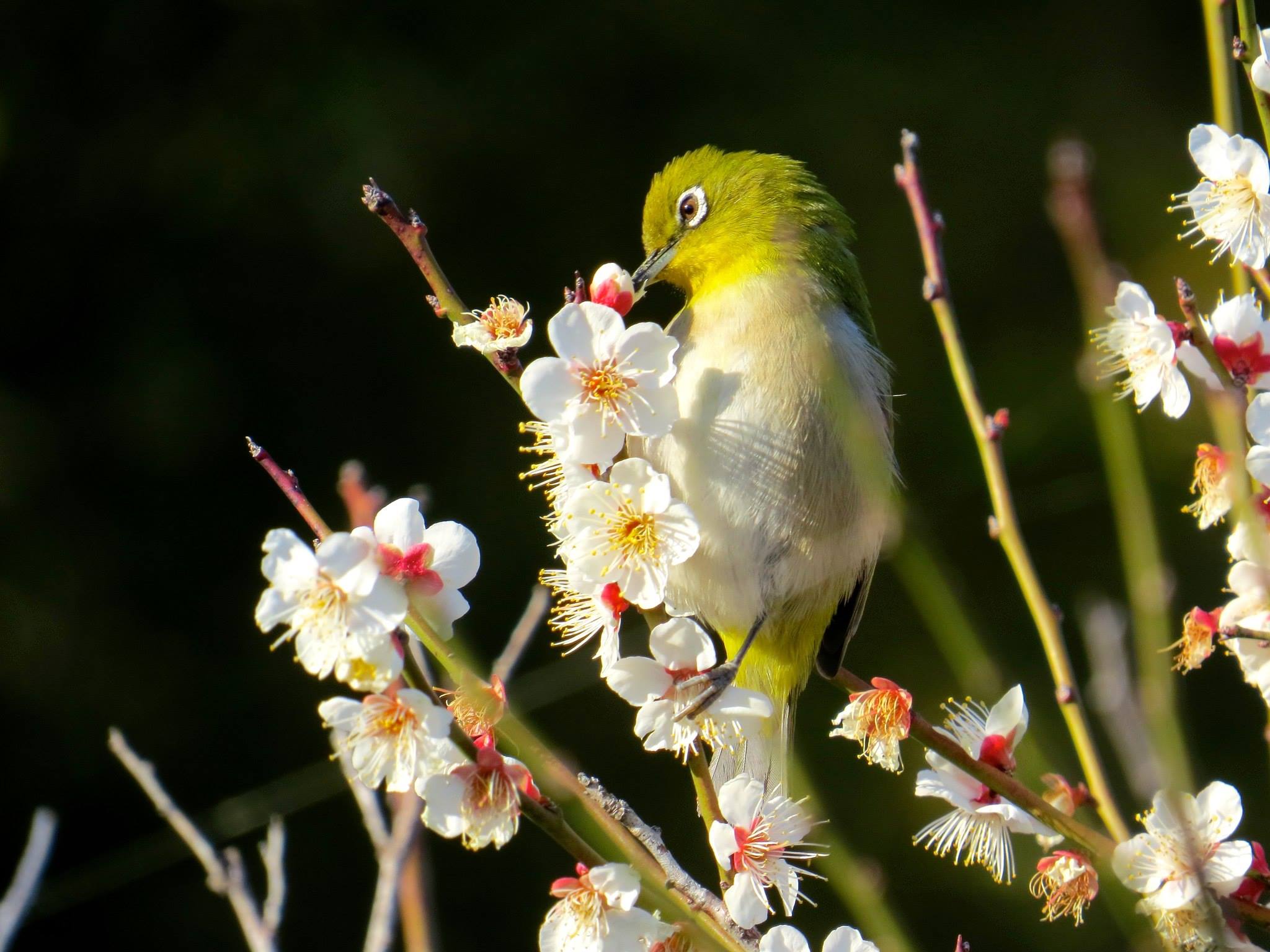 JapaneseWhiteeye